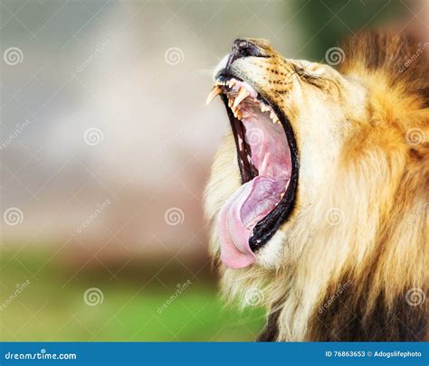 Lion With Mouth Wide Open Stock Image Image Of Teeth 76863653
