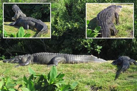 ‘biggest Alligator Ever Recorded In Us At ‘15ft Emerges From Murky
