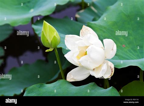 White Lotus Flower And Bud Hue Vietnam Stock Photo Alamy