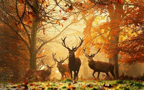 Deer Grass Leaves Autumn Trees Animal Forest Wallpapers Hd
