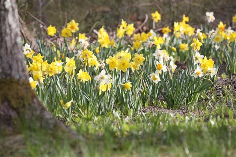 Best Daffodils For Naturalizing Longfield Gardens