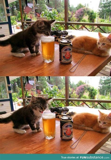 Kittens First Beer Funsubstance