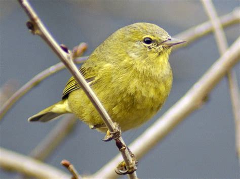 Se Texas Birding And Wildlife Watching Winter Birds Still Here