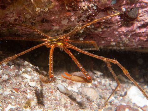 Panamic Arrow Crab Mark Harris Flickr