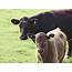 Cattle Production For Small Landholders  Agriculture And Food