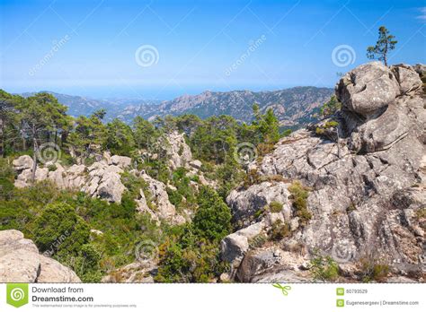 Wild Mountain Landscape With Small Pine Trees Stock Image