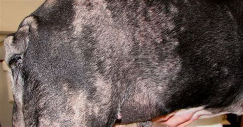 Pictures Of Skin Cancer Pictures Of Skin Cancer In Dogs
