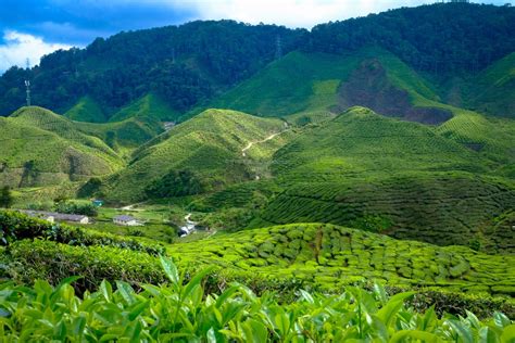 Discover 12 fun things to do in cameron highlands, malaysia. تعد مرتفعات# الكاميرون من اشهر المناطق السياحية التي يجب ...