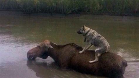 Dozens Of Animals Trapped After Flood In Russias Far East