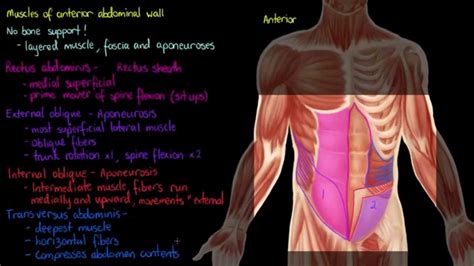 Learn about the causes and treatment of a pulled chest muscle, as well as other possible causes of similar chest pain. Muscles of the Anterior Abdominal Wall - YouTube