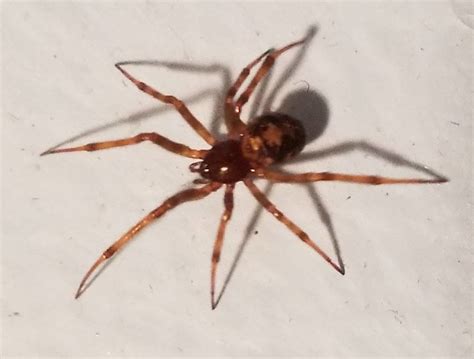 Steatoda Triangulosa Triangulate Cobweb Spider In Plainville Indiana