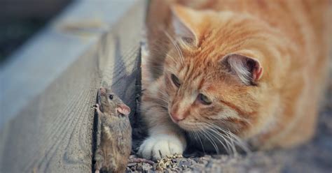 Why Do Cats Bring Mice To Their Owner