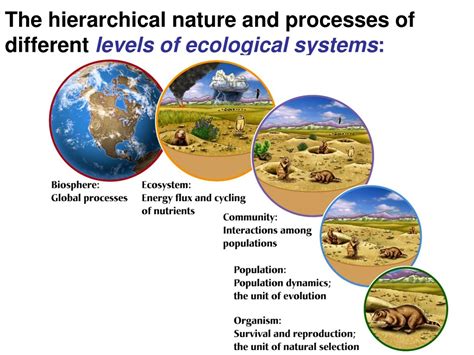 Ppt The Hierarchical Nature And Processes Of Different Levels Of