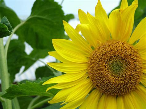 Beautiful Pictures Of Sunflowers Incredible Snaps