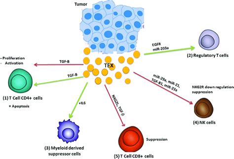 Modulation Of The Immune System By Tumor Derived Exosome Tex Tex