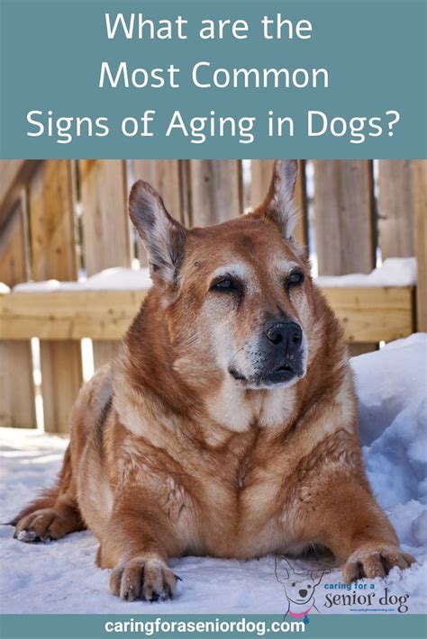 Signs Of Aging In Dogs Caring For A Senior Dog Dog Care Senior Dog