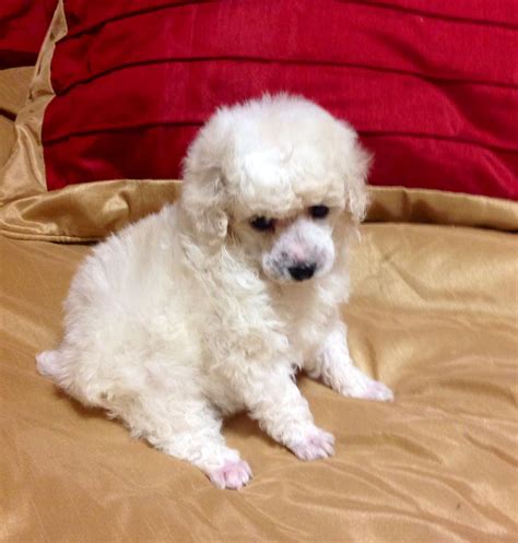 White Toy Poodle Puppy Nancey Gauthier