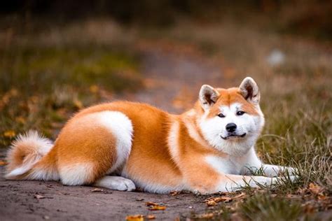 20 Dogs That Look Like Foxes