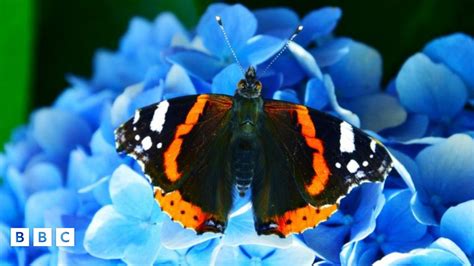 Big Butterfly Count Uk Sees Surge In Red Admiral Butterfly Numbers In