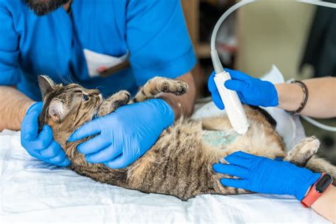Many forms of lymphoma in cats are treatable with surprisingly good initial results. Lymphoma in Cats | Great Pet Care