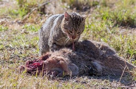 Australia Is Planning To Kill 2 Million Cats By 2020