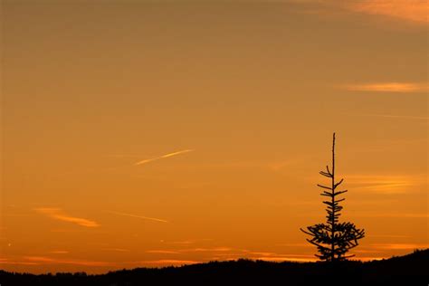 Lone Tree At Sunset Free Stock Photo Libreshot