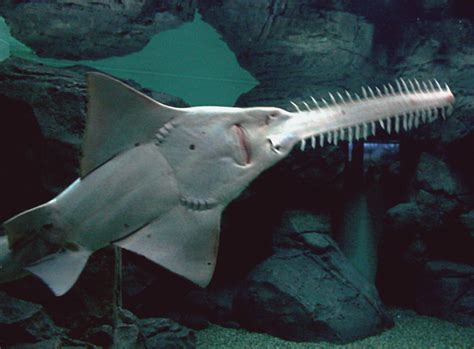 We Swear The Sawfish Is Just As Cool As It Looks
