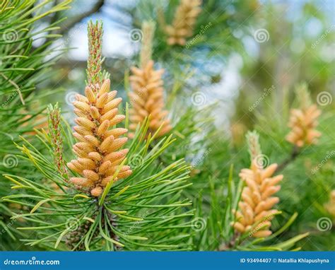 Twisted Pine In Spring Pinus Contorta Stock Image Image Of Macro