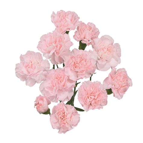 Carnation Mini Light Pink Flowersandservices