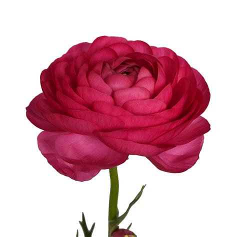 Hot Pink Ranunculus 30 40 Cm Fresh Cut Flowers 140 Stems By