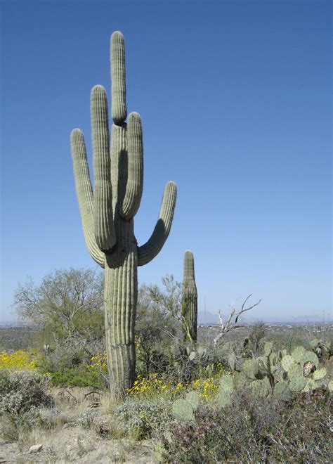 Elf owls are the smallest owl species in the world and often nest. Saguaro National Park, Tucson, Arizona - Travel Photos by ...