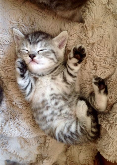 Baby Schnecki 😻😽😻😽😻😽😻 Adorable Cute Kitten Baby Kittens Kittens
