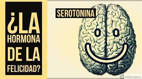 Serotonina ¿cuáles Son Sus Funciones Youtube