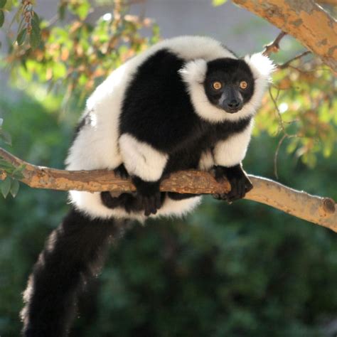 Black And White Ruffed Lemur Tulsa Zoo