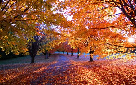 Maple Tree Wallpapers