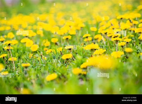 Yellow Dandelions On The Green Field Stock Photo Alamy
