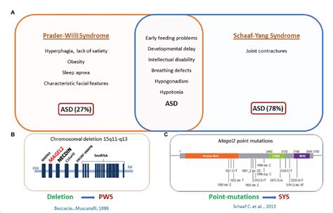 Magel2 Is Involved In Prader Willi Syndrome Pws And Schaaf Yang