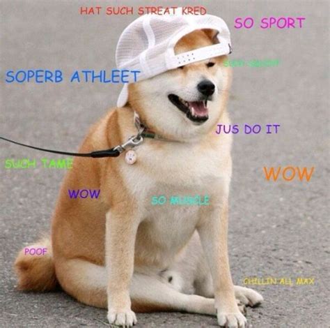 The Best Of Doge 39 Pics