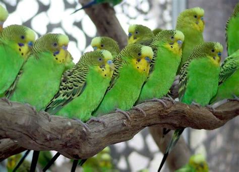 Budgies are very good pets but you have to be prepared to watch out for any unusual behaviour or signs of illness. Parakeets | Pet birds, Budgies, Wild budgies