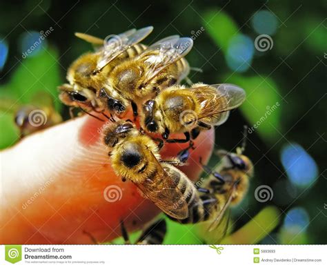 bees on the finger of hand stock image image of keeper colony 5893693