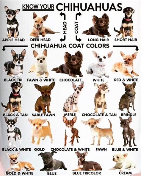Know Your Chihuahuas Chihuahua Razas De Perros Chihuahua Perros