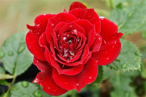 Red Rose Flowers Rose Wallpapers Wallpaper Pictures Of