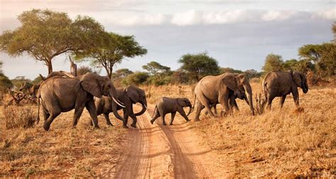 3 Days Tsavo West Wildlife Safari Kenya Wildlife Safari