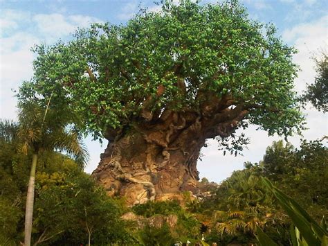 Download big-assed tree | Natural landmarks, Favorite places, Animal kingdom