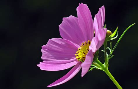 20 Selected Cosmos Flower Desktop Wallpaper You Can Save It At No Cost