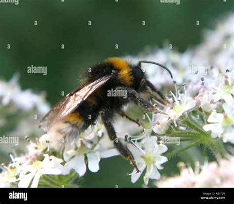 Bumble Bee Collecting Pollen Hi Res Stock Photography And Images Alamy