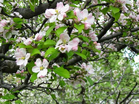 A pearmain is a red apple. Avella Orchard: Blue Pearmain apple
