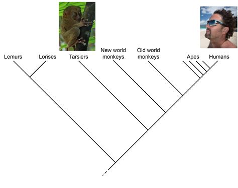 Primatecladogram Pacificklaus
