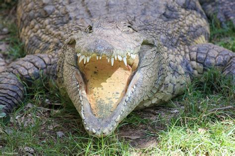 Large Crocodile With Mouth Open Photos Portfolio