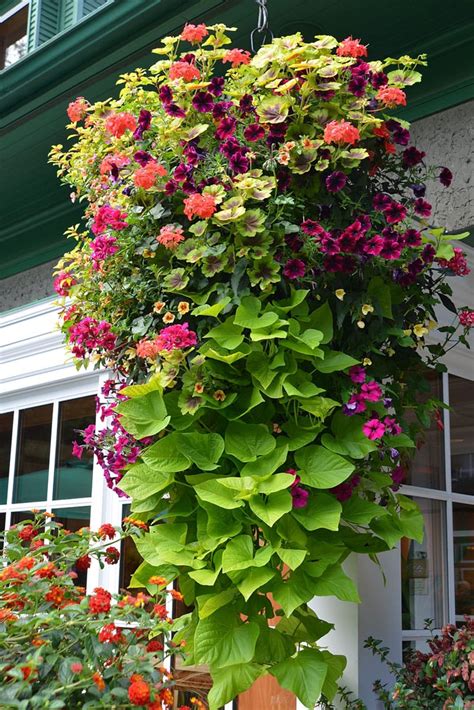 Sweet potatoes are grown from rootable cuttings, often called slips. Annual plants #sweet #potato #hanging #basket sweet potato ...